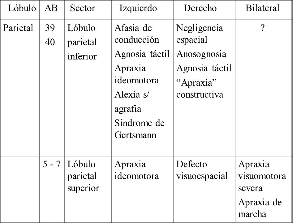 Lóbulo AB. Sector. Izquierdo. Derecho. Bilateral. Parietal parietal. inferior. Afasia de conducción.