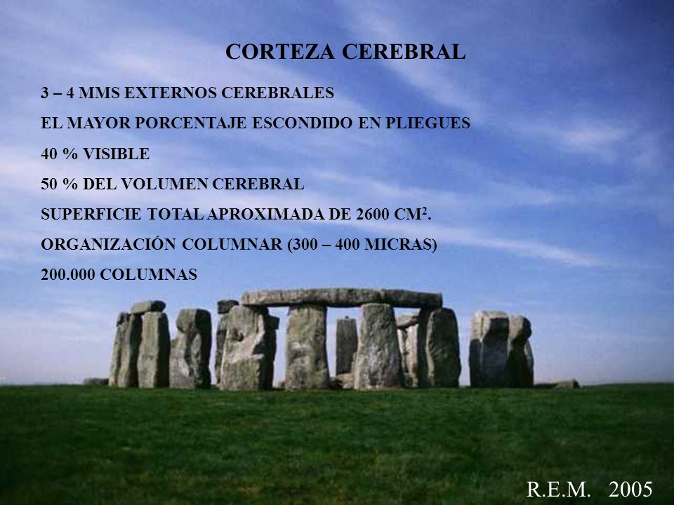 CORTEZA CEREBRAL R.E.M – 4 MMS EXTERNOS CEREBRALES