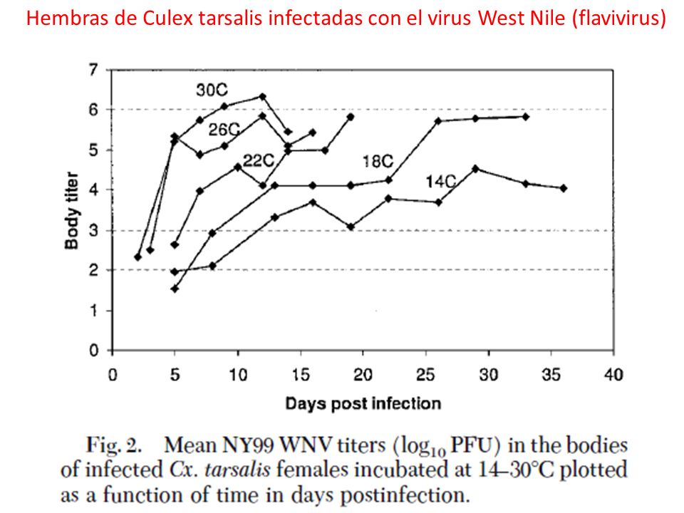 Hembras de Culex tarsalis infectadas con el virus West Nile (flavivirus)