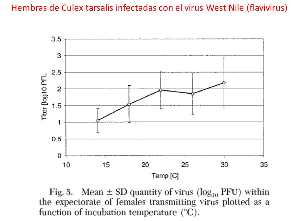 Hembras de Culex tarsalis infectadas con el virus West Nile (flavivirus)