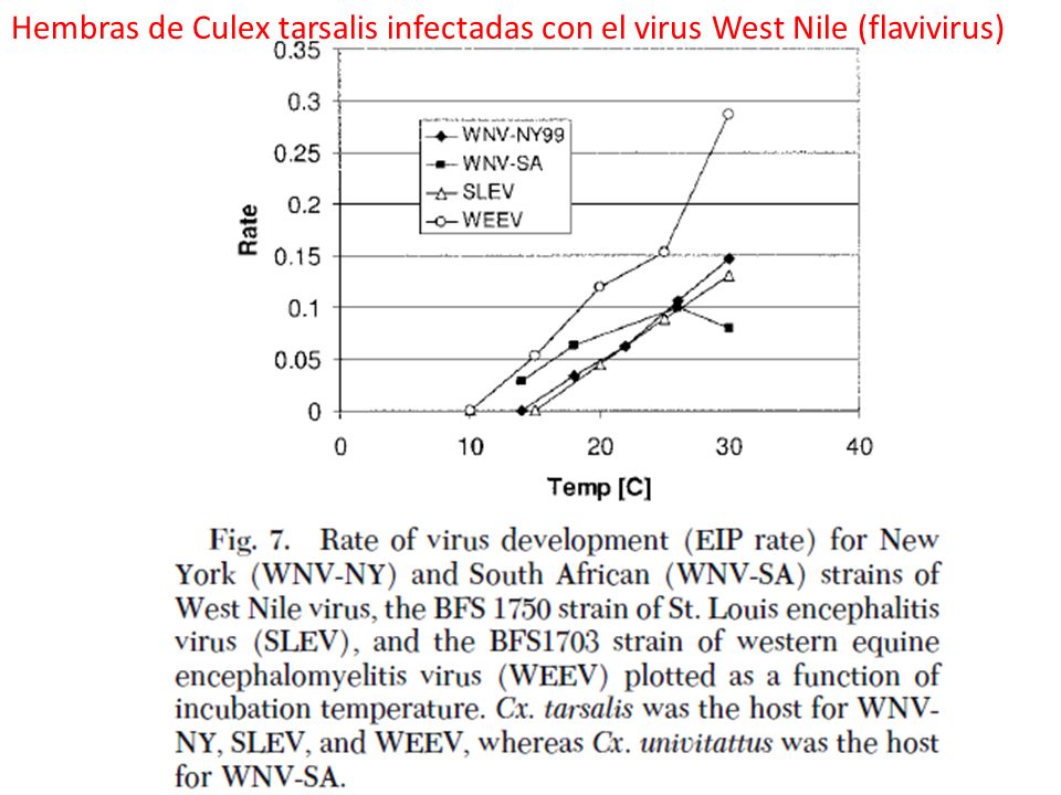 Hembras de Culex tarsalis infectadas con el virus West Nile (flavivirus)