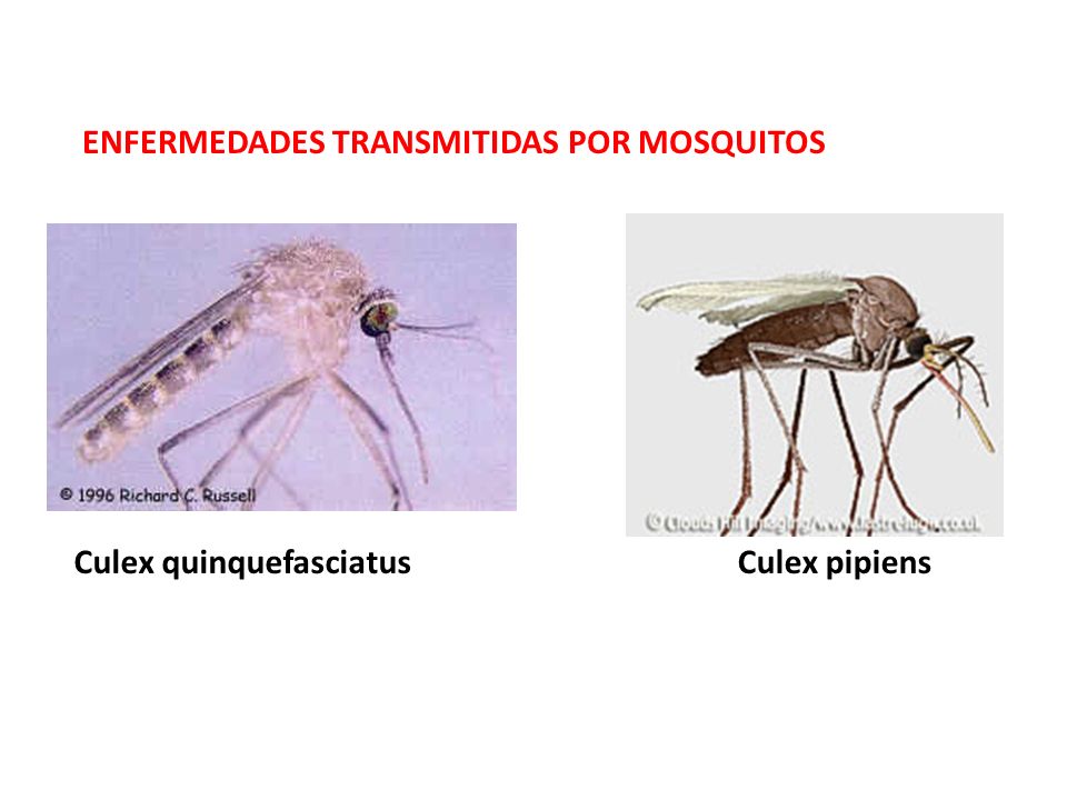 ENFERMEDADES TRANSMITIDAS POR MOSQUITOS