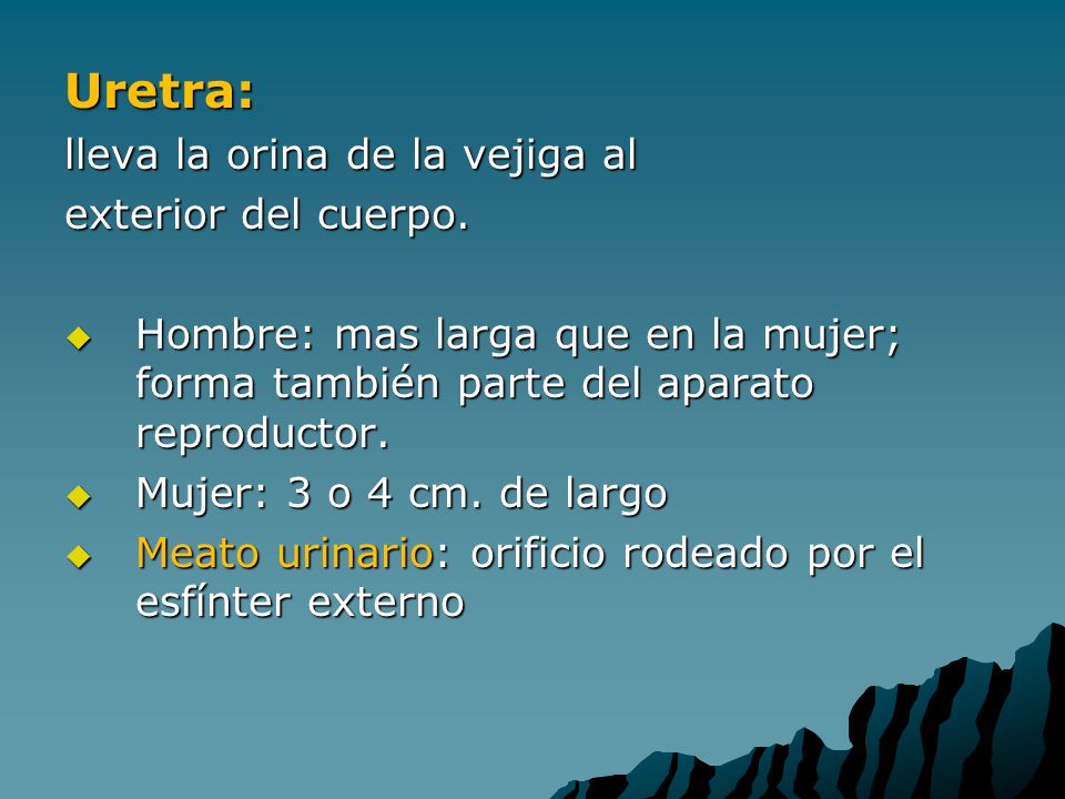 Uretra: lleva la orina de la vejiga al exterior del cuerpo.