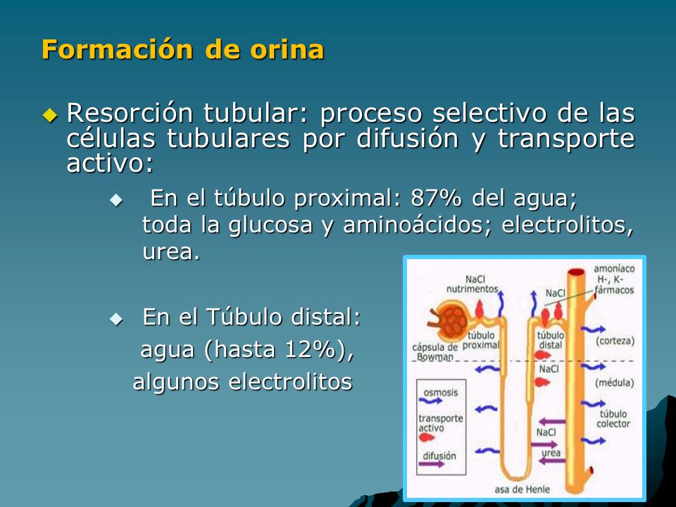 Formación de orina Resorción tubular: proceso selectivo de las células tubulares por difusión y transporte activo: