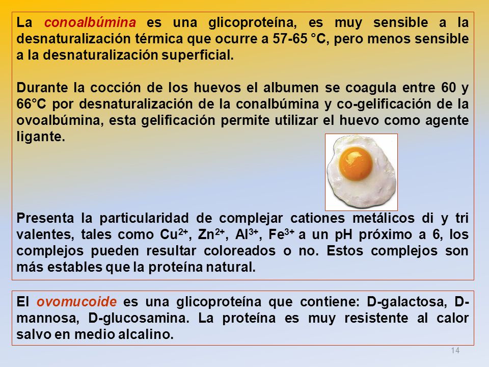La conoalbúmina es una glicoproteína, es muy sensible a la desnaturalización térmica que ocurre a °C, pero menos sensible a la desnaturalización superficial.