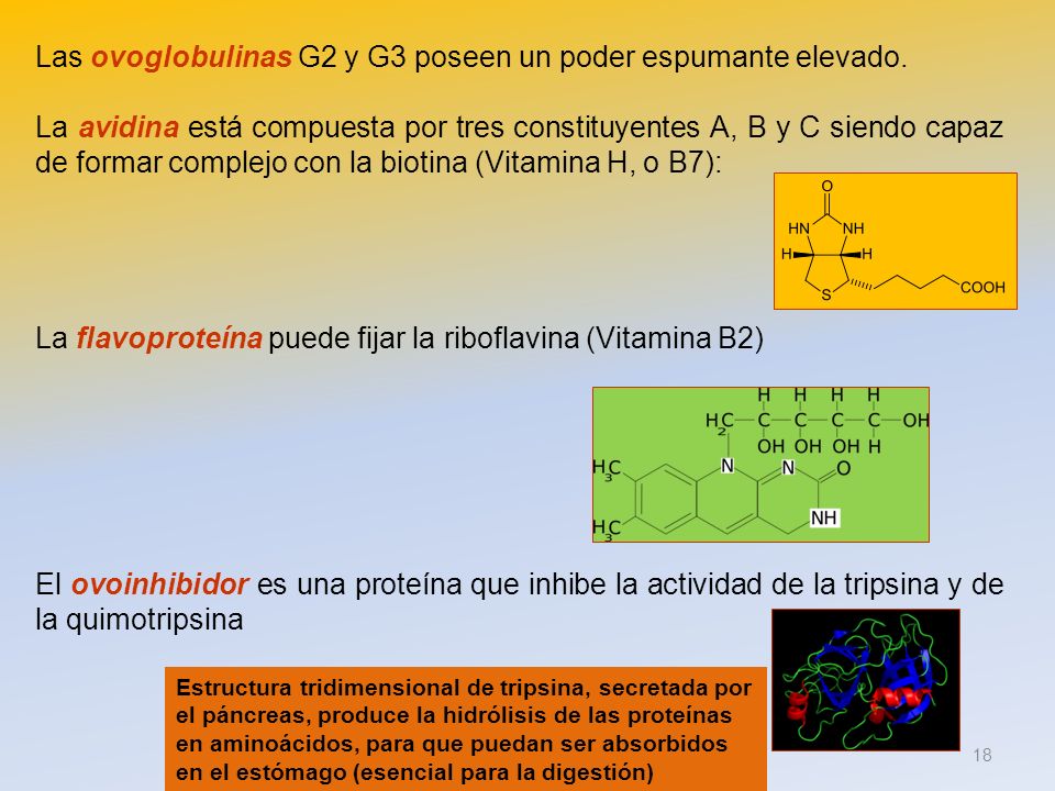 Las ovoglobulinas G2 y G3 poseen un poder espumante elevado.