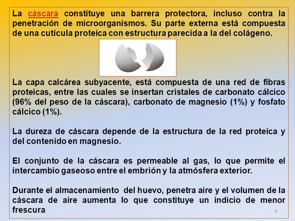 La cáscara constituye una barrera protectora, incluso contra la penetración de microorganismos. Su parte externa está compuesta de una cutícula proteica con estructura parecida a la del colágeno.
