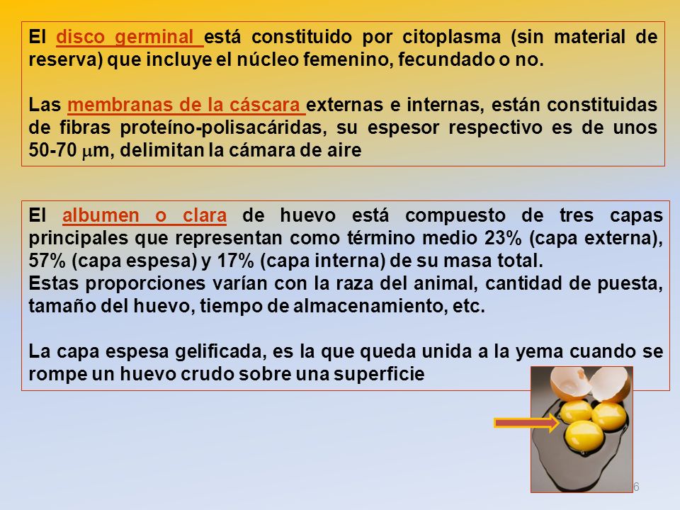 El disco germinal está constituido por citoplasma (sin material de reserva) que incluye el núcleo femenino, fecundado o no.
