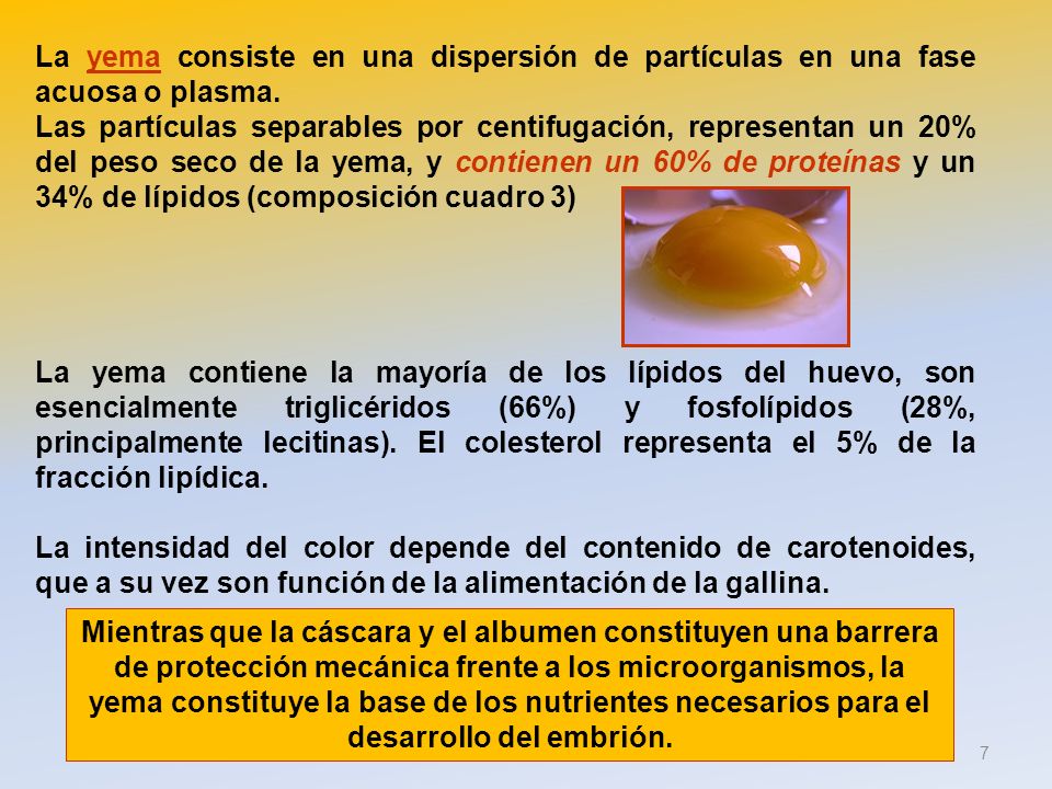 La yema consiste en una dispersión de partículas en una fase acuosa o plasma.