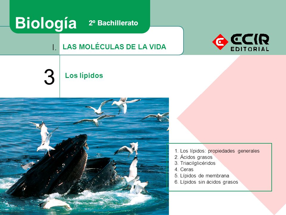 3 Biología I. 2º Bachillerato LAS MOLÉCULAS DE LA VIDA Los lípidos