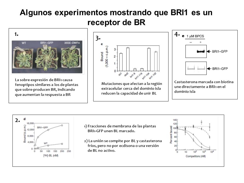 Algunos experimentos mostrando que BRI1 es un receptor de BR
