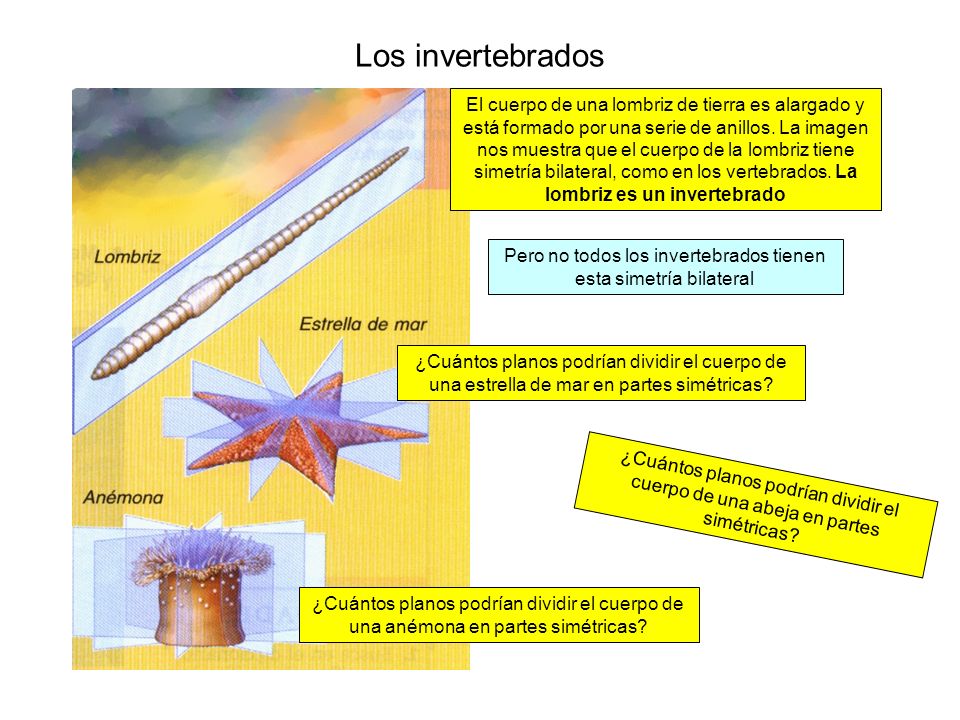 Pero no todos los invertebrados tienen esta simetría bilateral