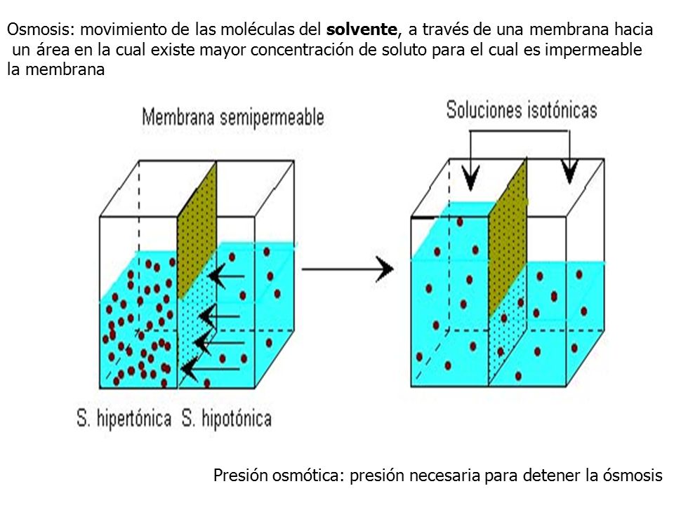 Osmosis: movimiento de las moléculas del solvente, a través de una membrana hacia