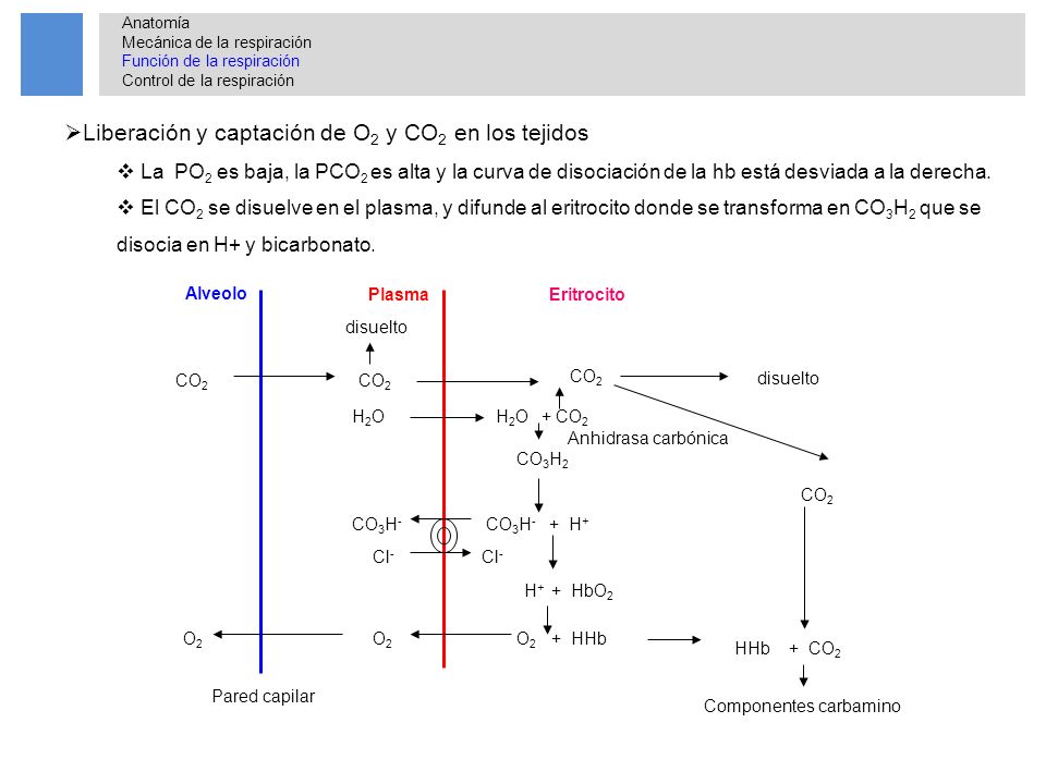 Liberación y captación de O2 y CO2 en los tejidos