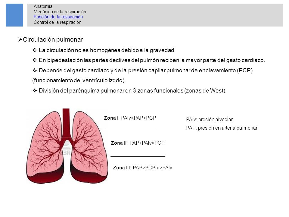 Anatomía Mecánica de la respiración. Función de la respiración. Control de la respiración. Circulación pulmonar.