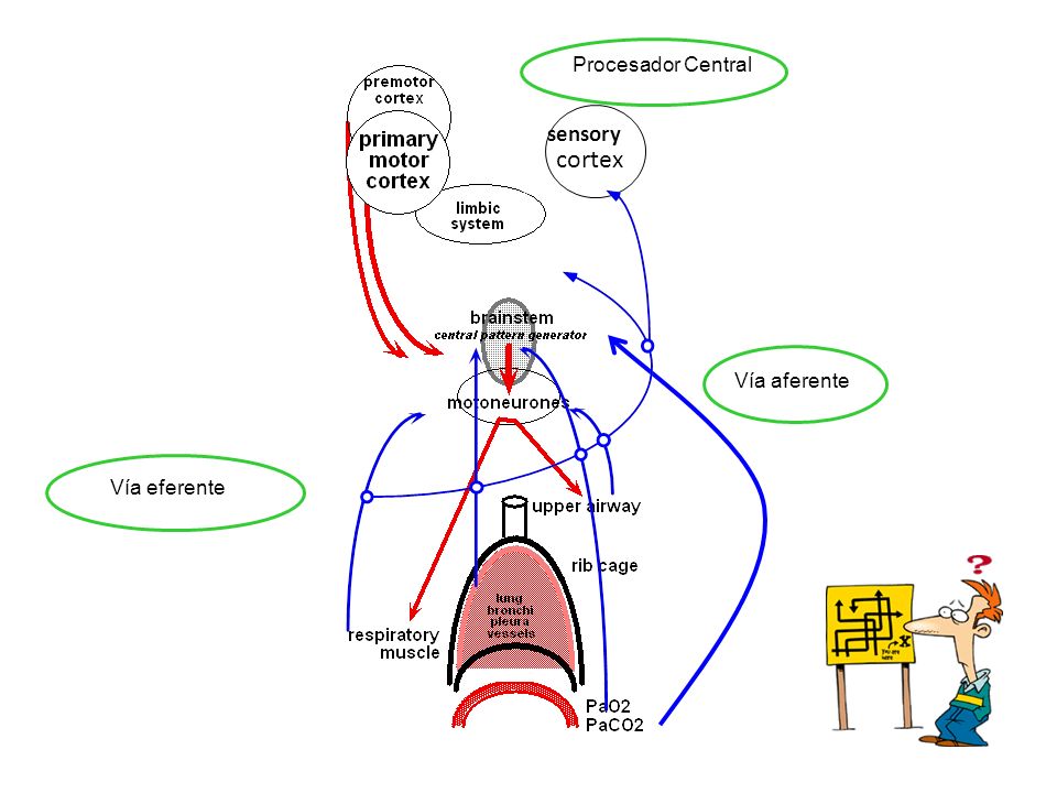 cortex sensory Procesador Central Vía aferente Vía eferente