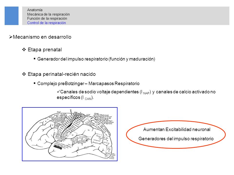 Mecanismo en desarrollo