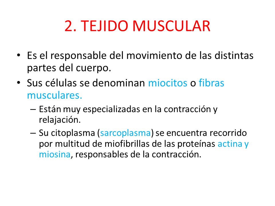 2. TEJIDO MUSCULAR Es el responsable del movimiento de las distintas partes del cuerpo. Sus células se denominan miocitos o fibras musculares.