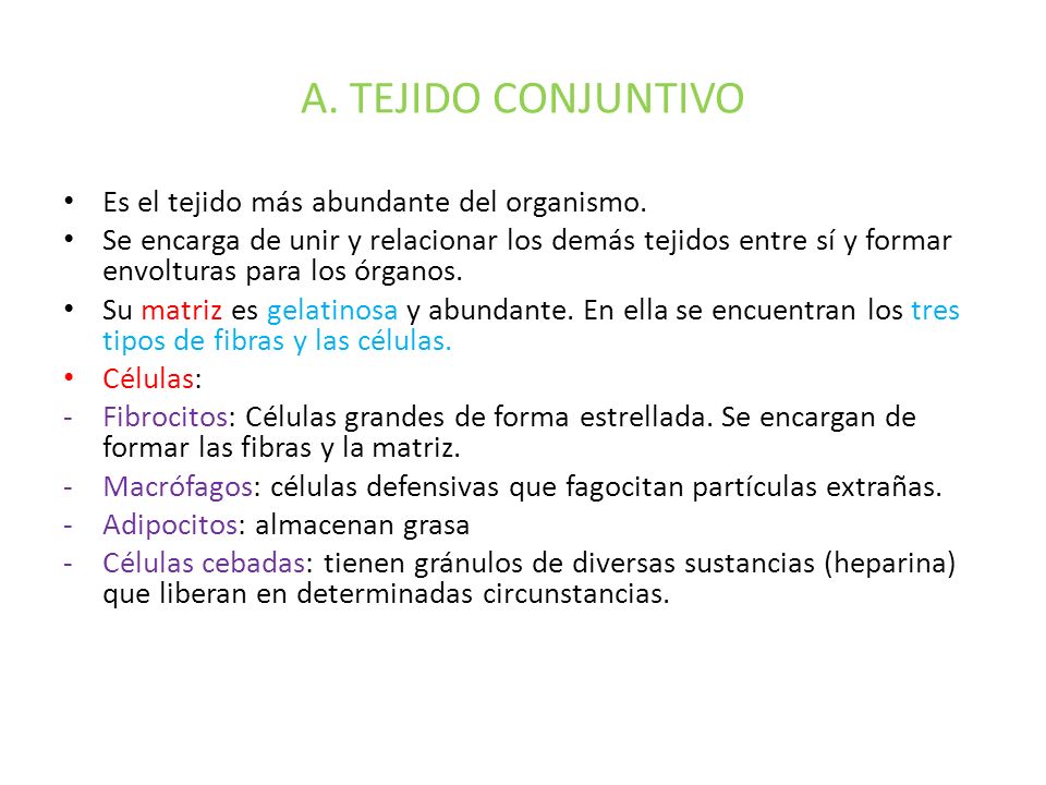 A. TEJIDO CONJUNTIVO Es el tejido más abundante del organismo.