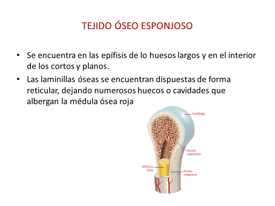 TEJIDO ÓSEO ESPONJOSO Se encuentra en las epífisis de lo huesos largos y en el interior de los cortos y planos.
