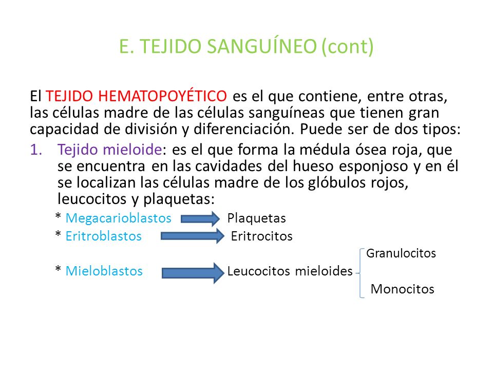 E. TEJIDO SANGUÍNEO (cont)