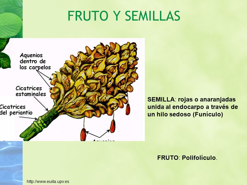 FRUTO Y SEMILLAS SEMILLA: rojas o anaranjadas unida al endocarpo a través de un hilo sedoso (Funículo)