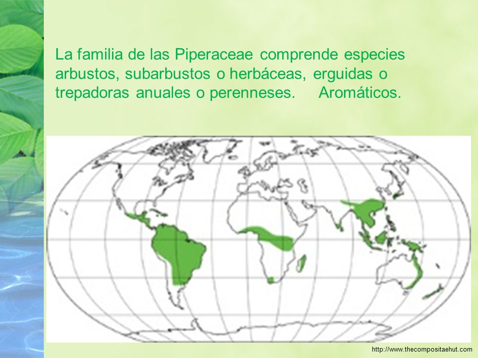 La familia de las Piperaceae comprende especies arbustos, subarbustos o herbáceas, erguidas o trepadoras anuales o perenneses. Aromáticos.