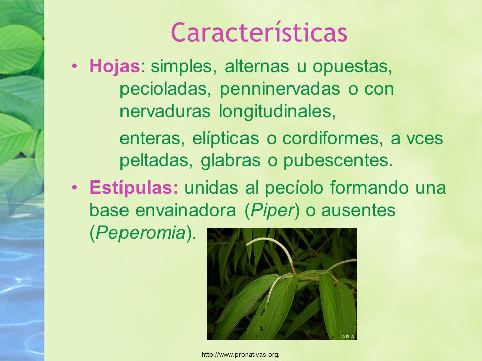 Características Hojas: simples, alternas u opuestas, pecioladas, penninervadas o con nervaduras longitudinales,