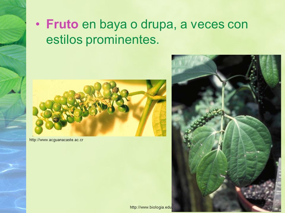 Fruto en baya o drupa, a veces con estilos prominentes.