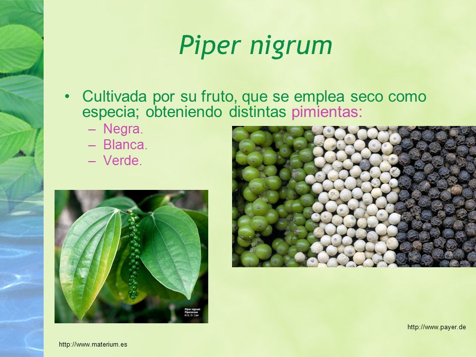 Piper nigrum Cultivada por su fruto, que se emplea seco como especia; obteniendo distintas pimientas: