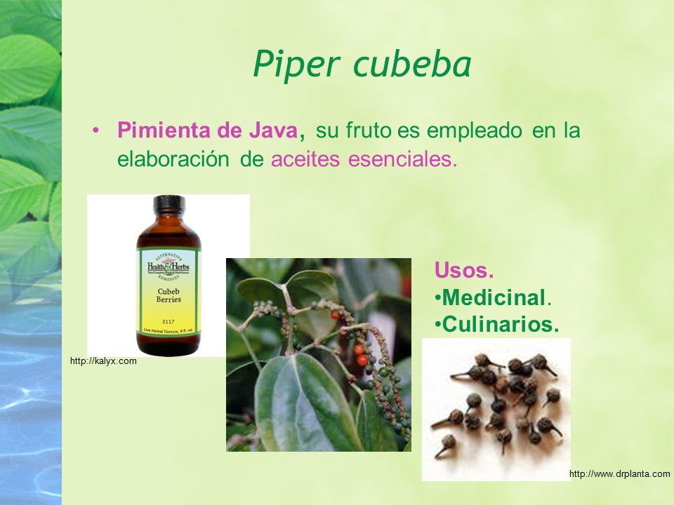 Piper cubeba Pimienta de Java, su fruto es empleado en la elaboración de aceites esenciales. Usos.