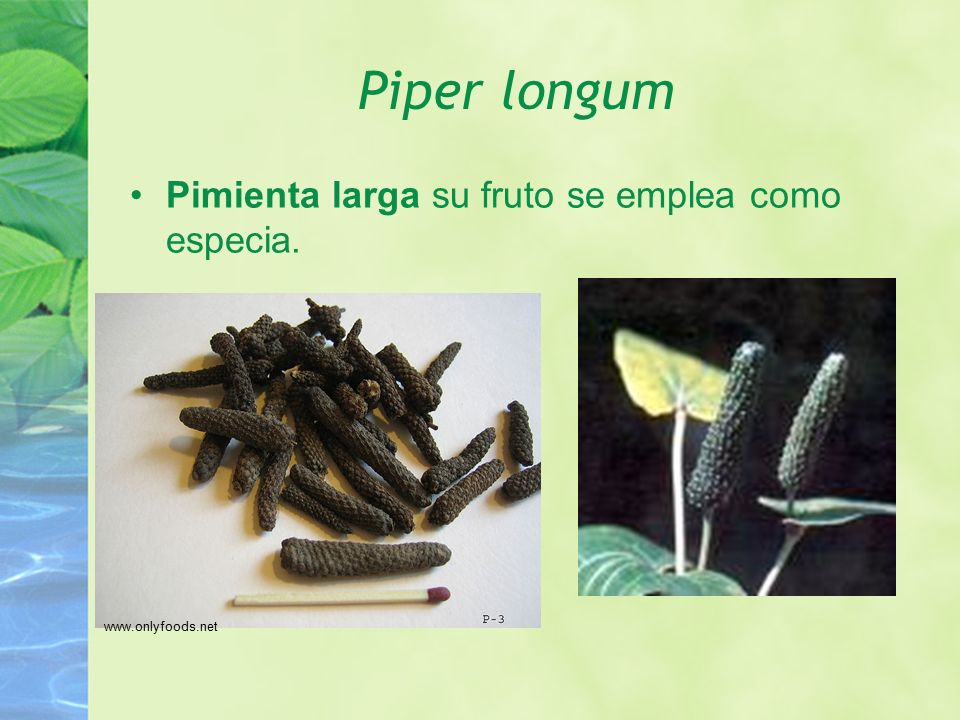 Piper longum Pimienta larga su fruto se emplea como especia.
