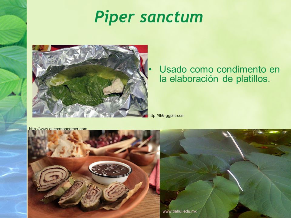Piper sanctum Usado como condimento en la elaboración de platillos.