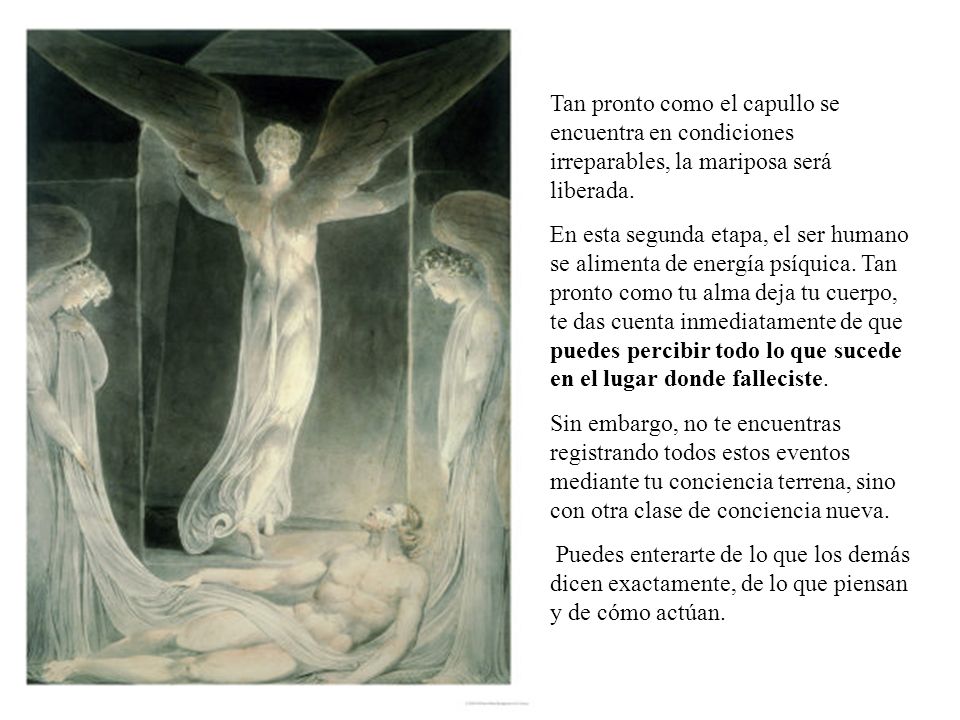 Tan pronto como el capullo se encuentra en condiciones irreparables, la mariposa será liberada.