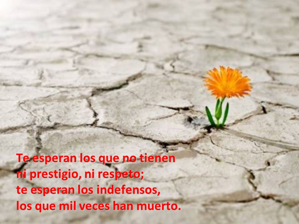 Te esperan los que no tienen ni prestigio, ni respeto; te esperan los indefensos, los que mil veces han muerto.
