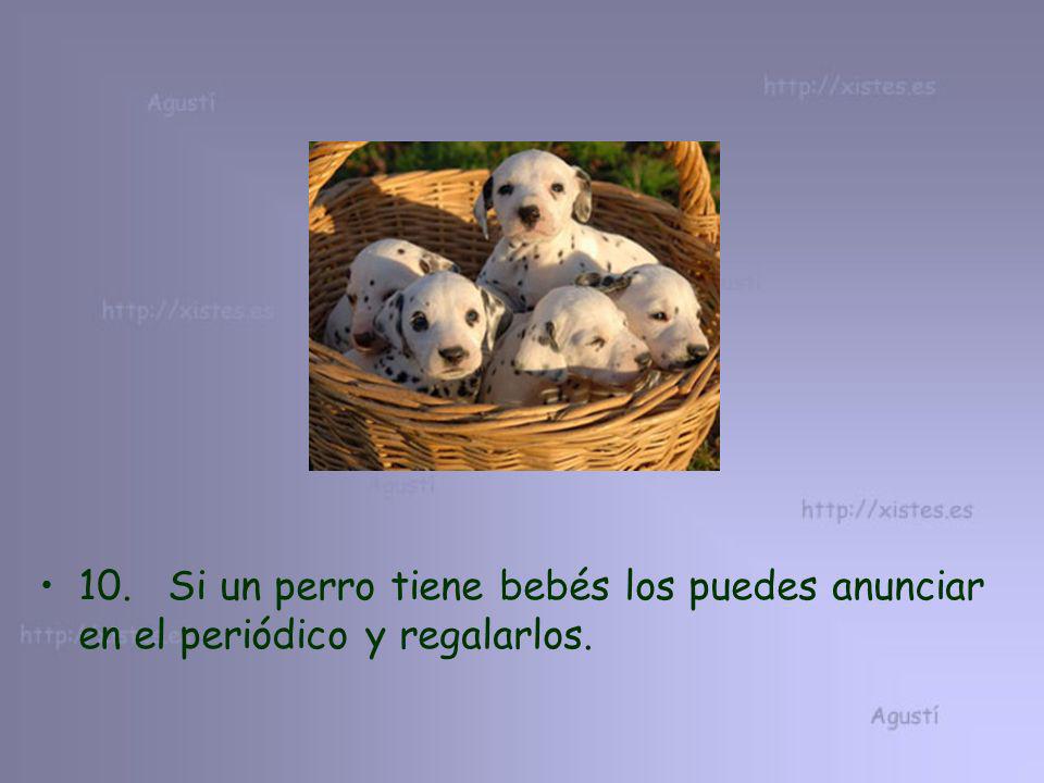 10. Si un perro tiene bebés los puedes anunciar en el periódico y regalarlos.