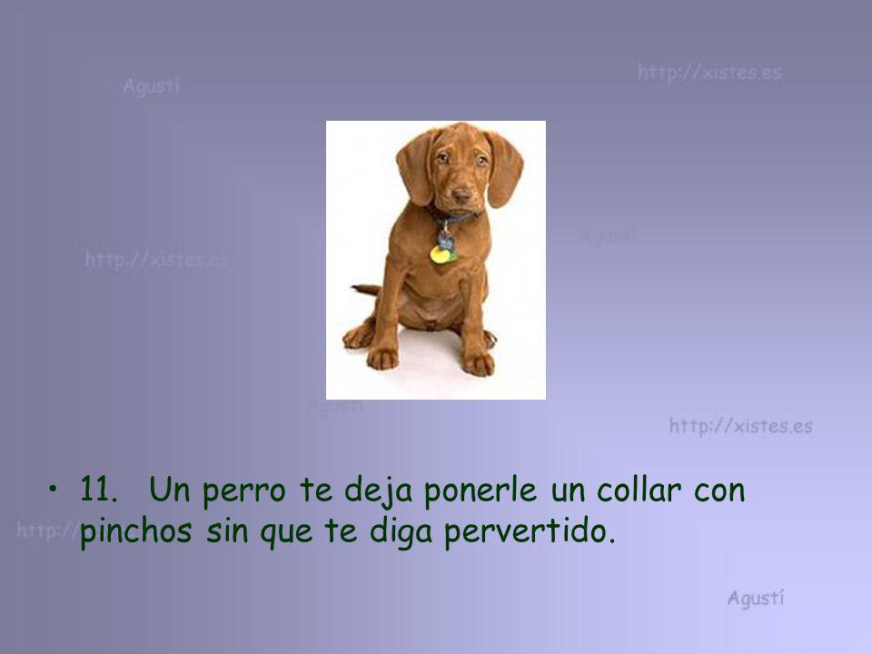 11. Un perro te deja ponerle un collar con pinchos sin que te diga pervertido.