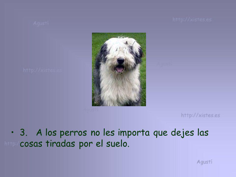 3. A los perros no les importa que dejes las cosas tiradas por el suelo.