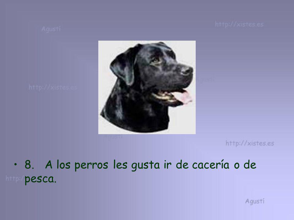 8. A los perros les gusta ir de cacería o de pesca.