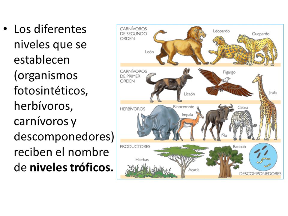Los diferentes niveles que se establecen (organismos fotosintéticos, herbívoros, carnívoros y descomponedores) reciben el nombre de niveles tróficos.