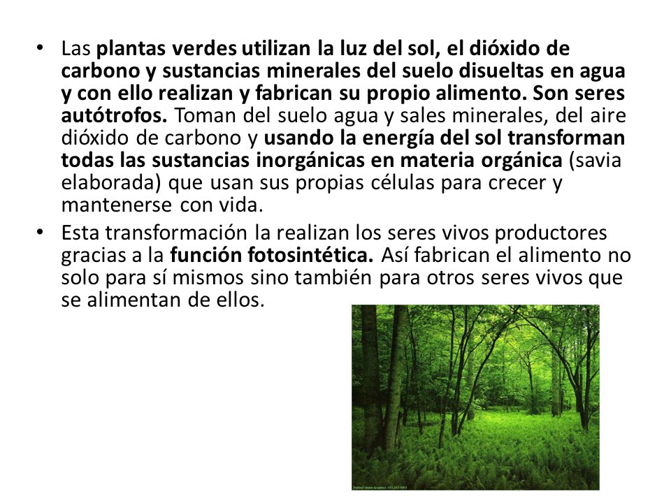 Las plantas verdes utilizan la luz del sol, el dióxido de carbono y sustancias minerales del suelo disueltas en agua y con ello realizan y fabrican su propio alimento. Son seres autótrofos. Toman del suelo agua y sales minerales, del aire dióxido de carbono y usando la energía del sol transforman todas las sustancias inorgánicas en materia orgánica (savia elaborada) que usan sus propias células para crecer y mantenerse con vida.