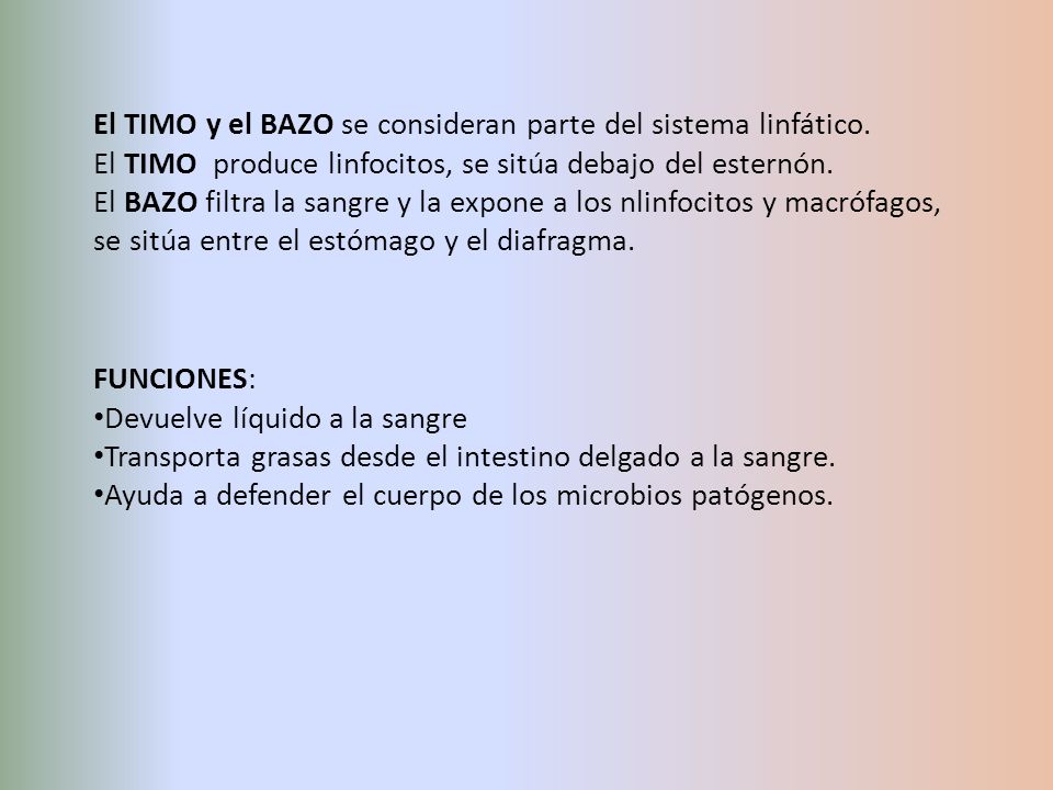 El TIMO y el BAZO se consideran parte del sistema linfático.