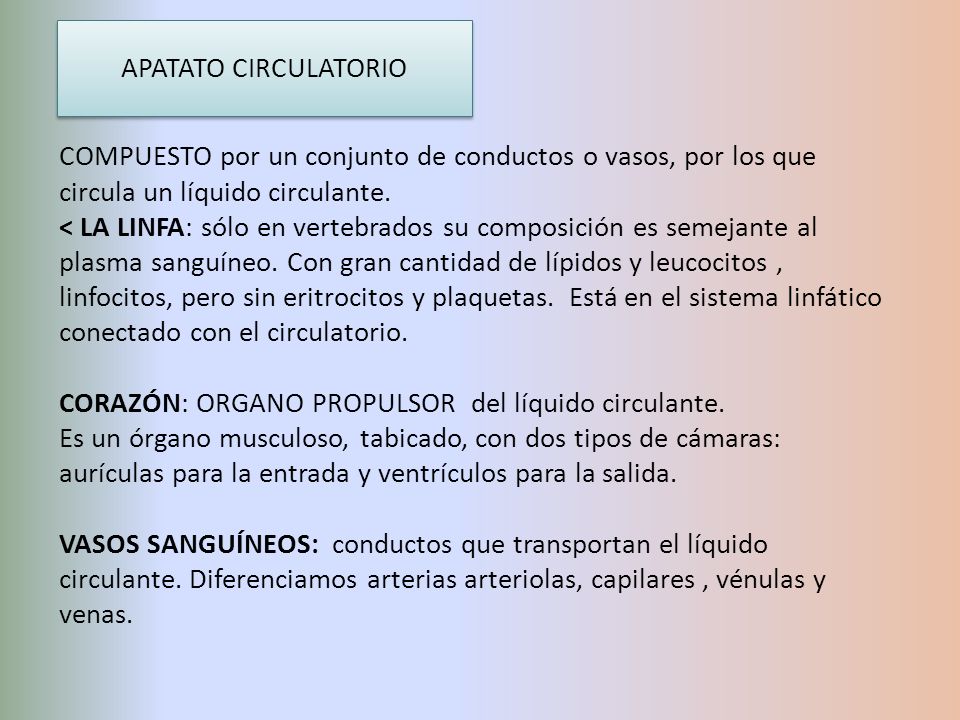 APATATO CIRCULATORIO COMPUESTO por un conjunto de conductos o vasos, por los que circula un líquido circulante.