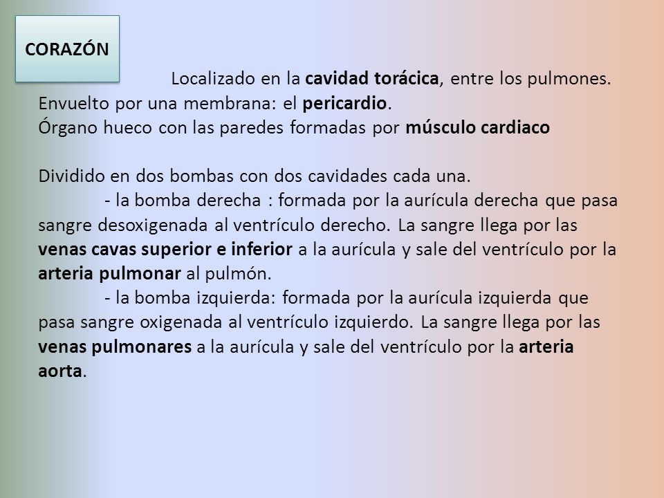 CORAZÓN Localizado en la cavidad torácica, entre los pulmones. Envuelto por una membrana: el pericardio.