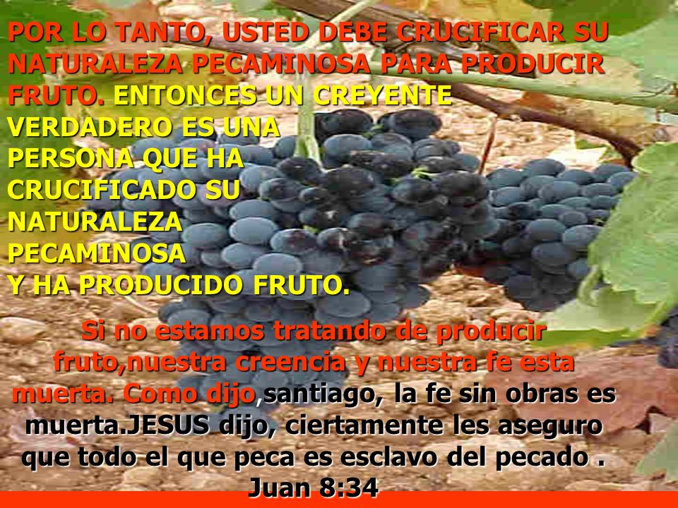 POR LO TANTO, USTED DEBE CRUCIFICAR SU NATURALEZA PECAMINOSA PARA PRODUCIR FRUTO. ENTONCES UN CREYENTE VERDADERO ES UNA