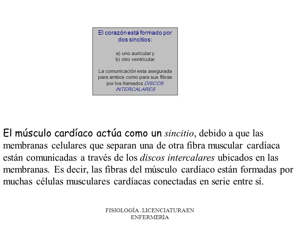 El corazón está formado por dos sincitios:
