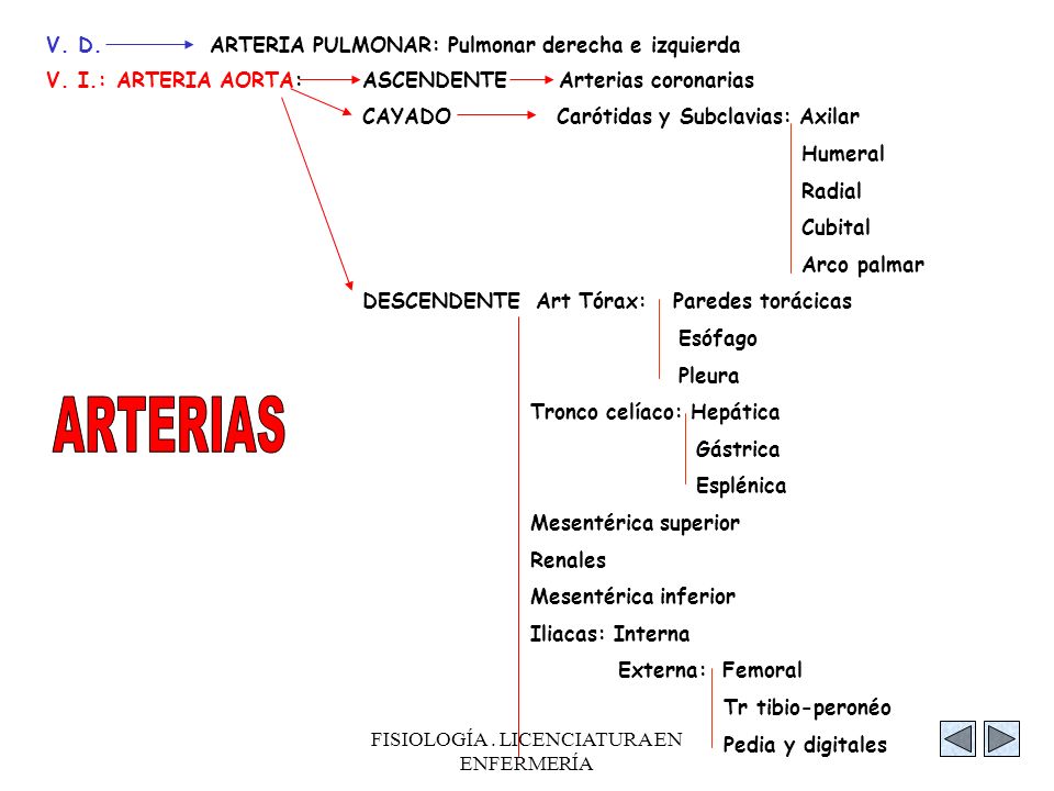 FISIOLOGÍA . LICENCIATURA EN ENFERMERÍA