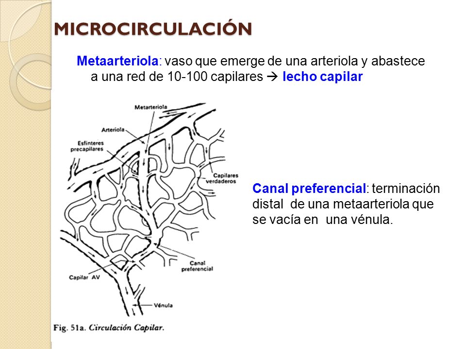 MICROCIRCULACIÓN Metaarteriola: vaso que emerge de una arteriola y abastece a una red de capilares  lecho capilar.