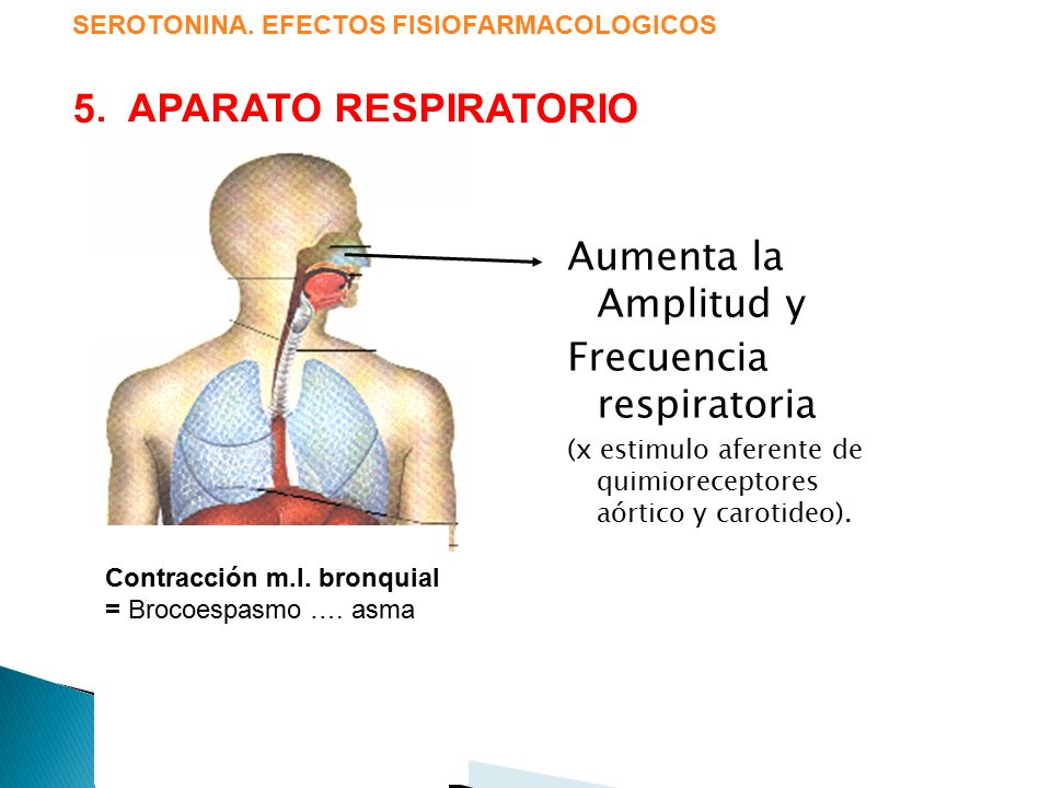 5. APARATO RESPIRATORIO Aumenta la Amplitud y Frecuencia respiratoria