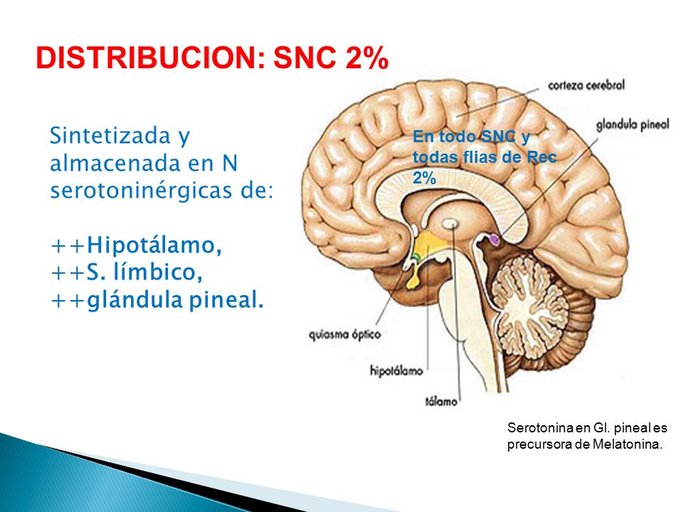 DISTRIBUCION: SNC 2% Sintetizada y almacenada en N serotoninérgicas de: ++Hipotálamo, ++S. límbico,